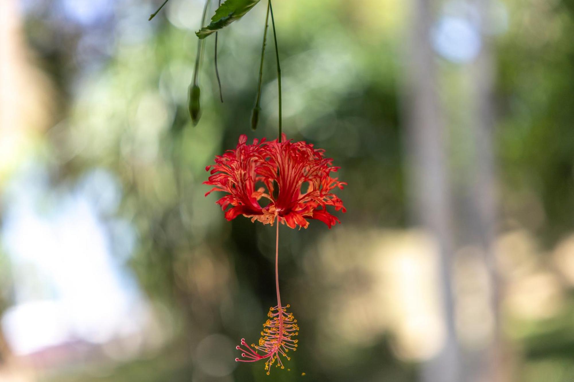 Mbweni Ruins & Gardens Previously Jungle Paradise ザンジバルシティ エクステリア 写真