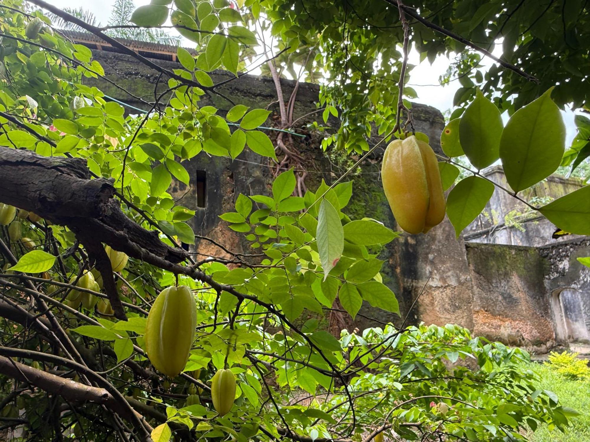 Mbweni Ruins & Gardens Previously Jungle Paradise ザンジバルシティ エクステリア 写真
