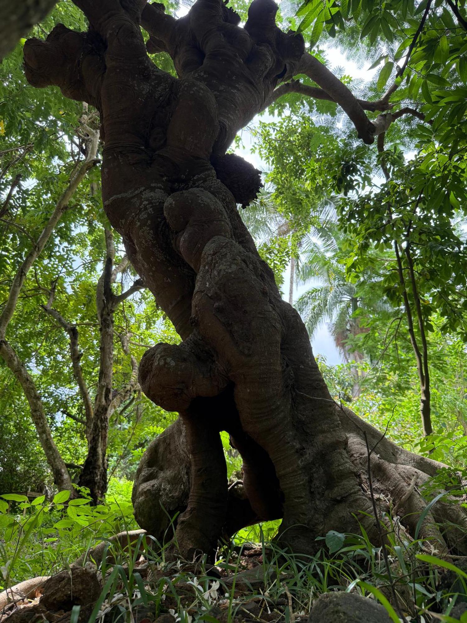 Mbweni Ruins & Gardens Previously Jungle Paradise ザンジバルシティ エクステリア 写真
