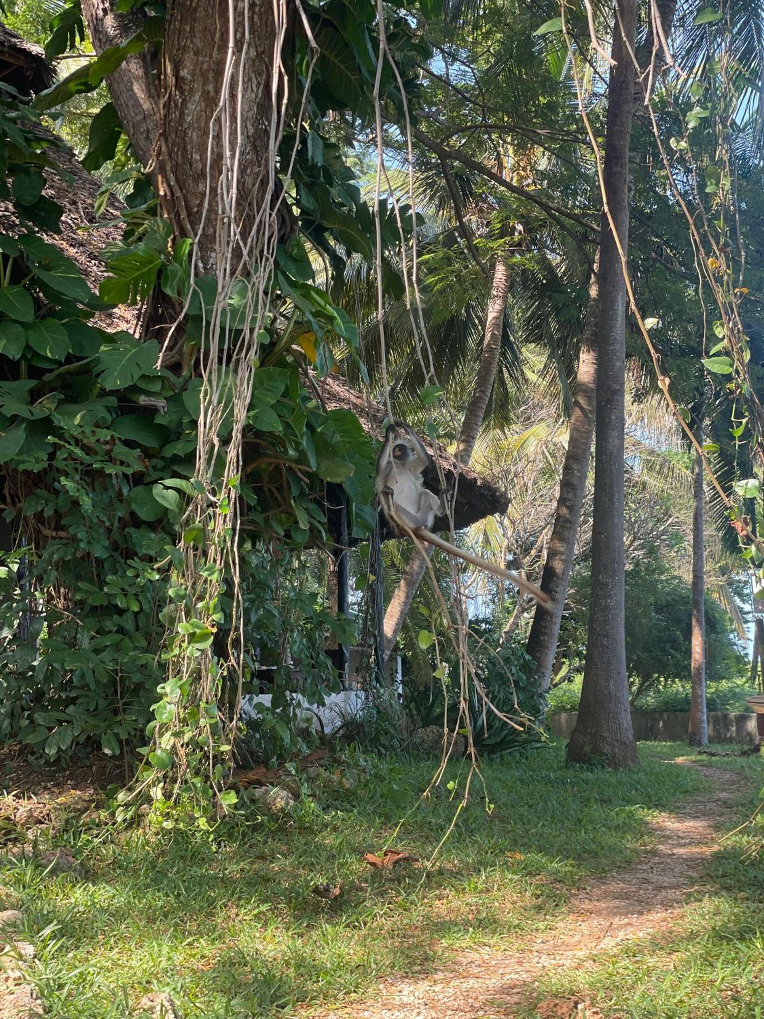 Mbweni Ruins & Gardens Previously Jungle Paradise ザンジバルシティ エクステリア 写真