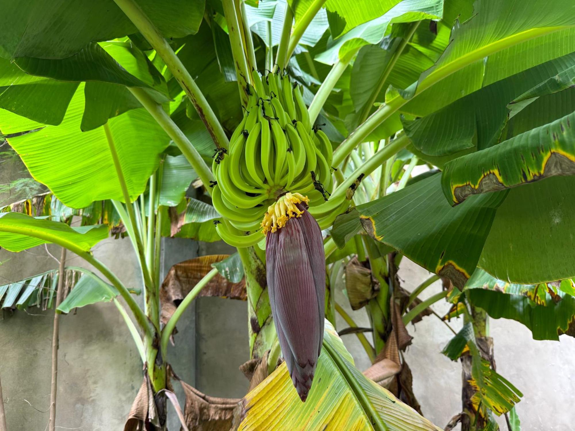 Mbweni Ruins & Gardens Previously Jungle Paradise ザンジバルシティ エクステリア 写真